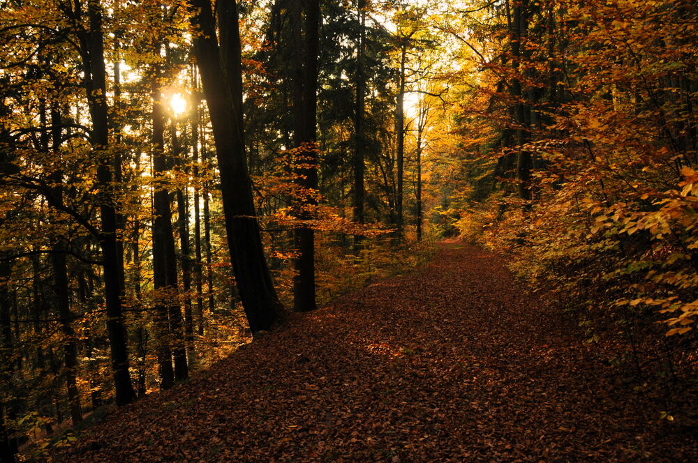 Herbstlicher Waldweg mit buntem Laub