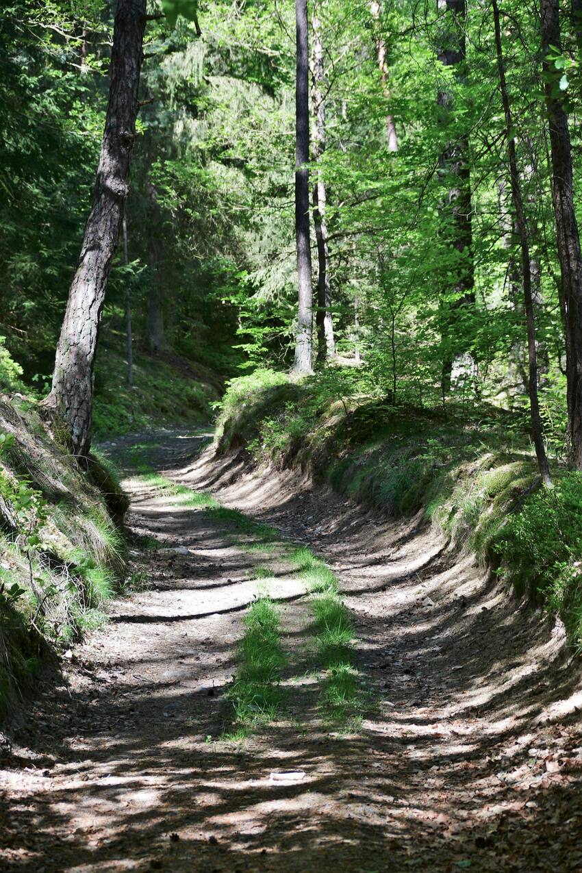 Naturbelassener Waldweg im Frühsommer