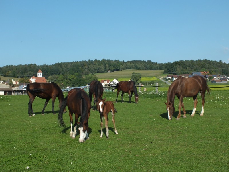 Reiturlaub